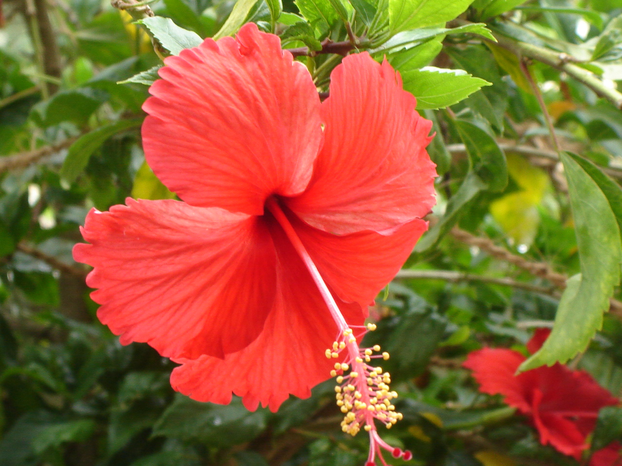 Red_Hibiscus_in_Chennai_during_Spring