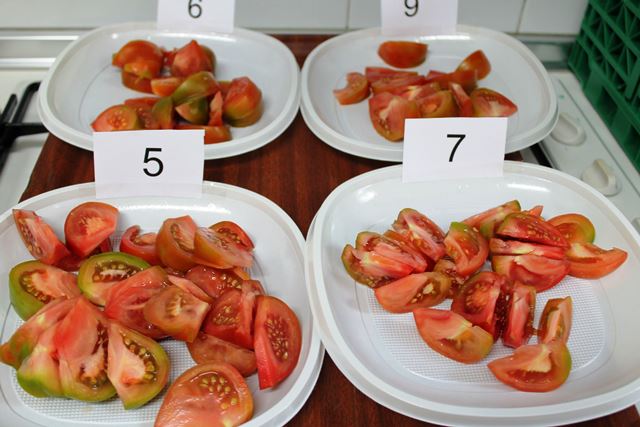 Distintas variedades de tomate mejoradas /O.comunicación
