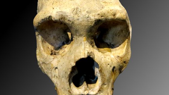 Cráneo neandertal de Gibraltar. Fuente: Wikimedia Commons.