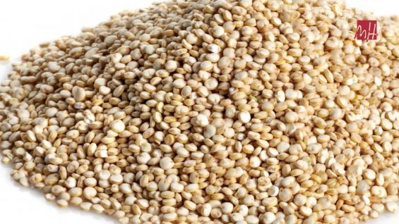 ¿Por qué la quinoa es el alimento del siglo XXI?