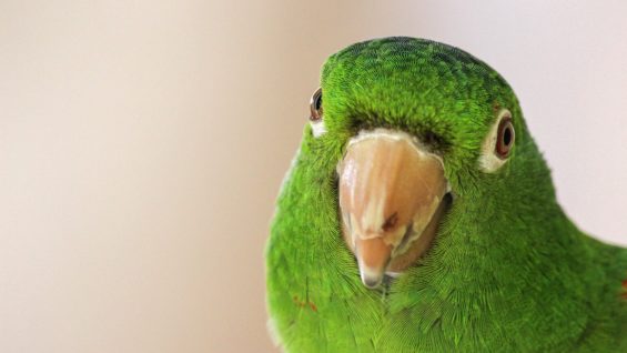 green-parrot-1438163