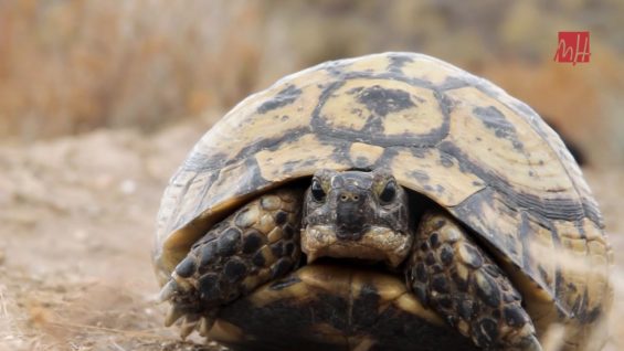 Las tortugas almacenan el esperma varios años para lograr la supervivencia de la especie