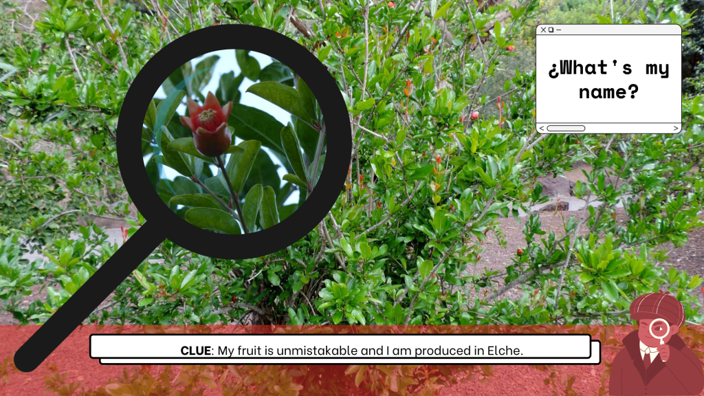 Find out the plant 2