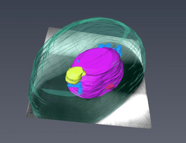 Imagen de un eritrocito a partir de la luz del sincrotrón ALBA