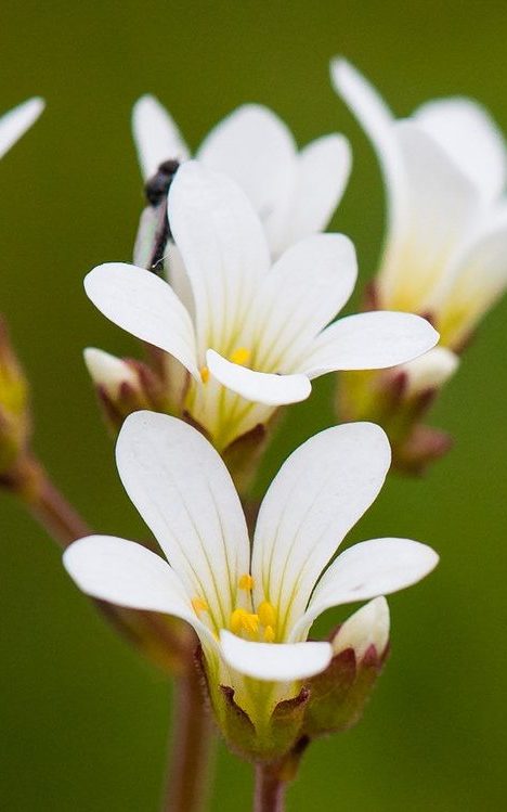 Flor de Blanca Catalán