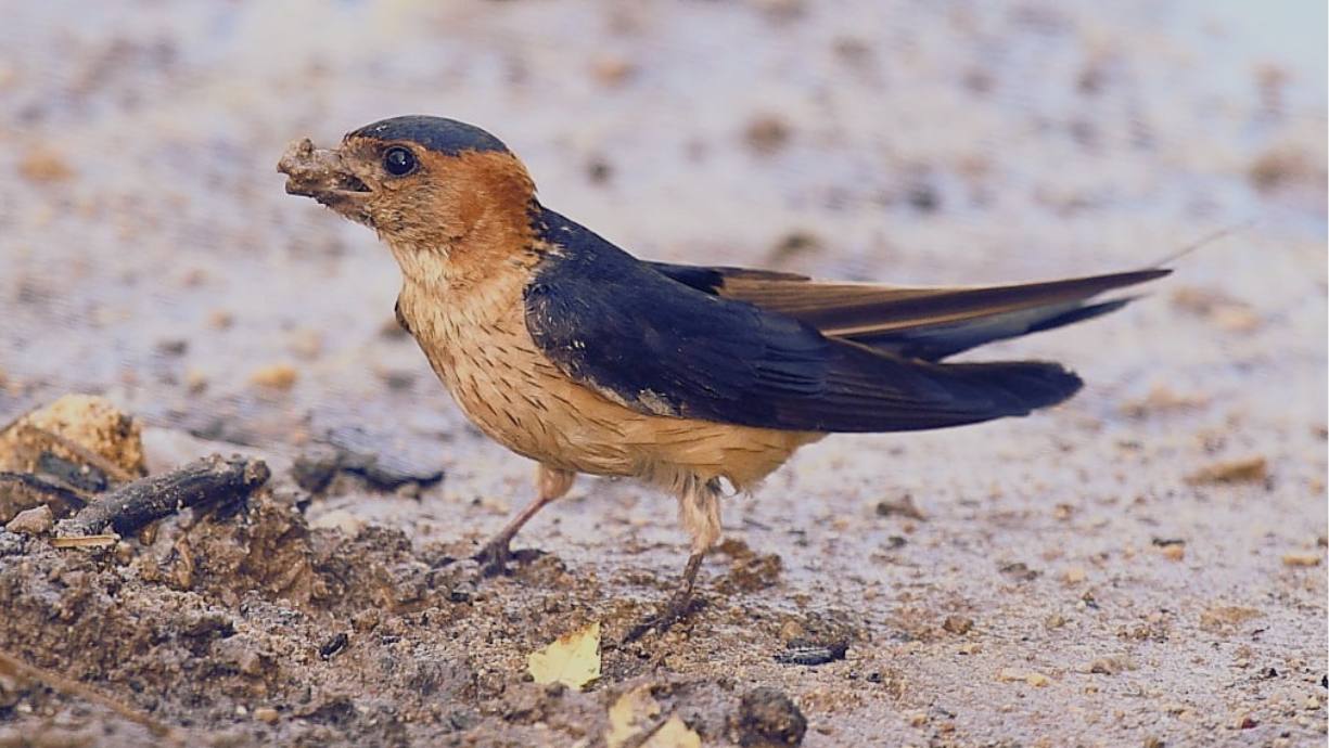 la desaparición de la ganadería tradicional afecta a las aves en peligro de extinción