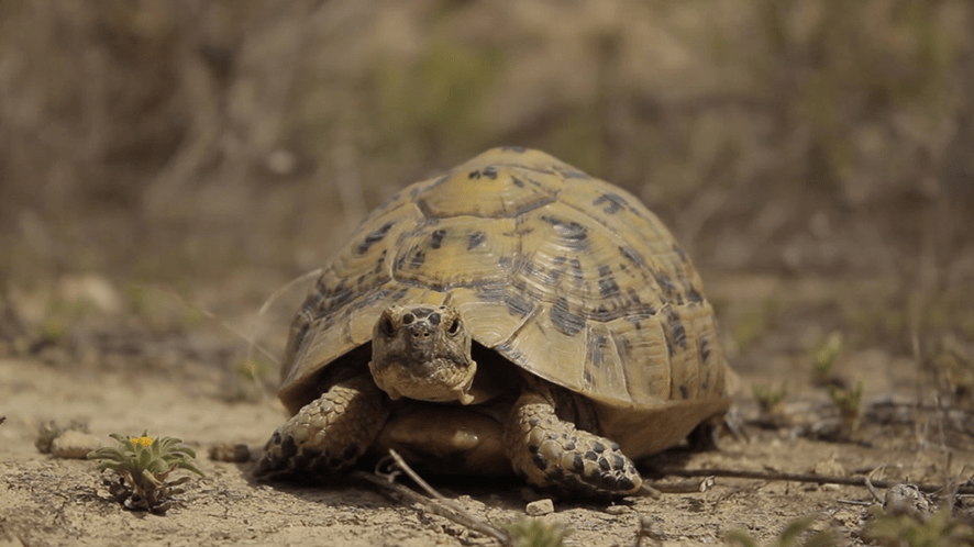 secuencian el genoma de la tortuga mora (testudo graeca)